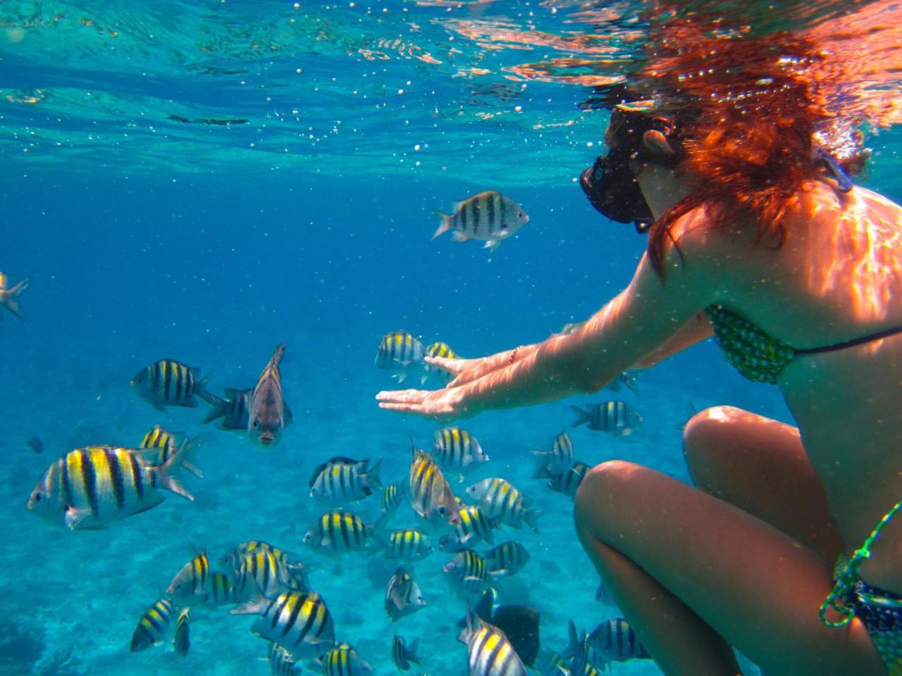 Guest snorkeling among reef fish near Himmafushi