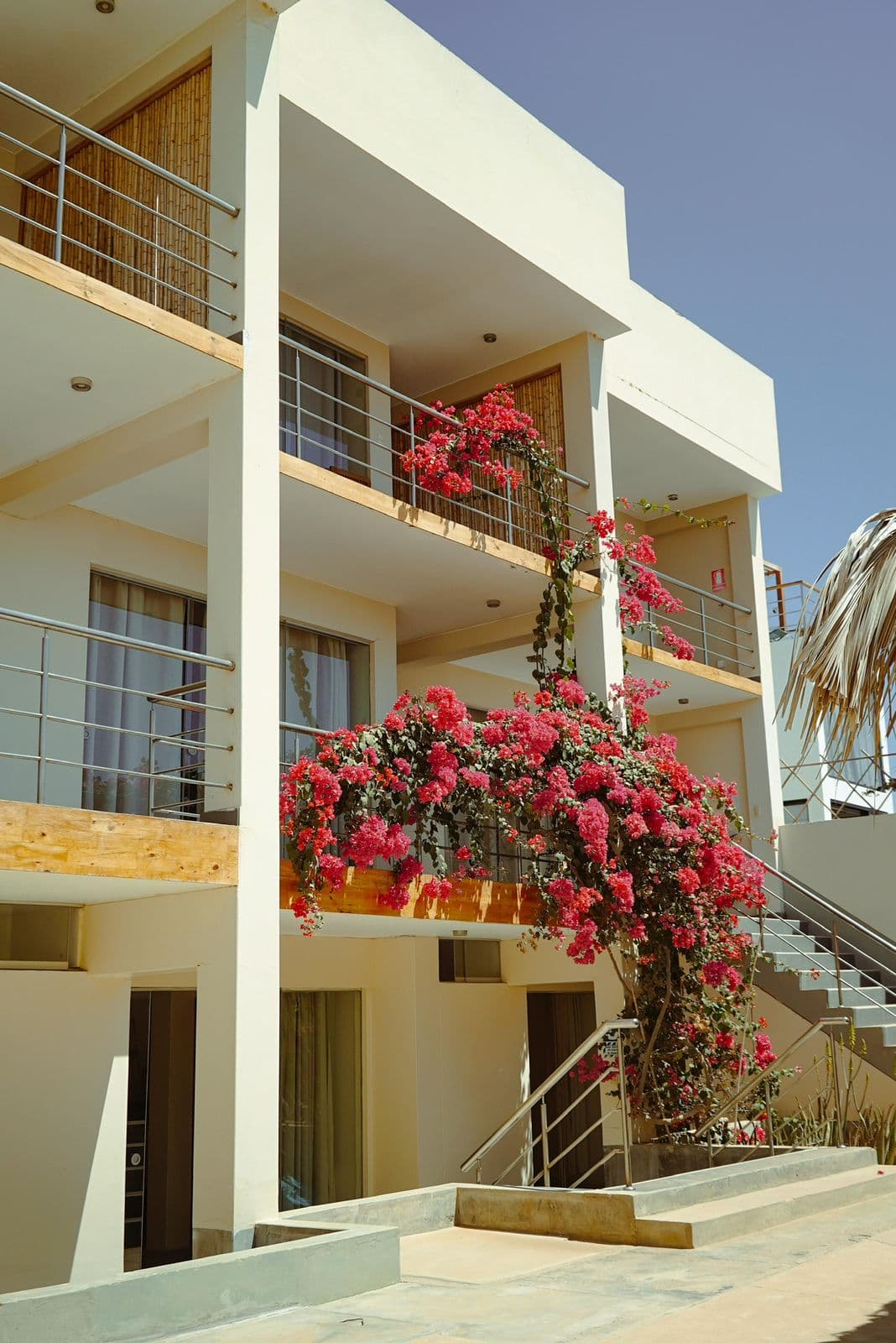 Bougainvillea climbing the oceanfront villas at El Hueco in Lobitos
