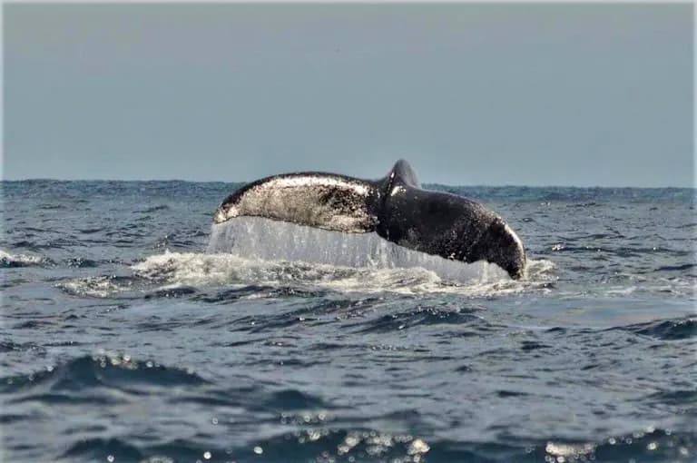 Humpback whale on the Colombian Pacific. July to October.